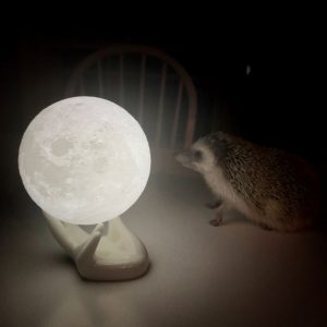 Moon Light Lamp