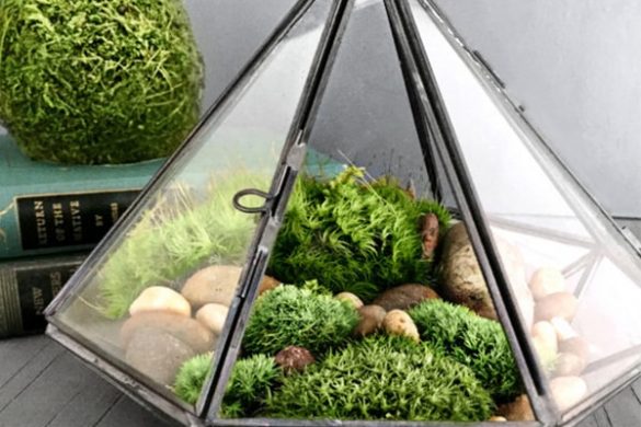 garden terrarium kit